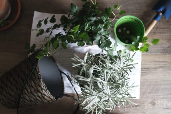 How to Take Care of Indoor Plants | Jay Scotts Collection