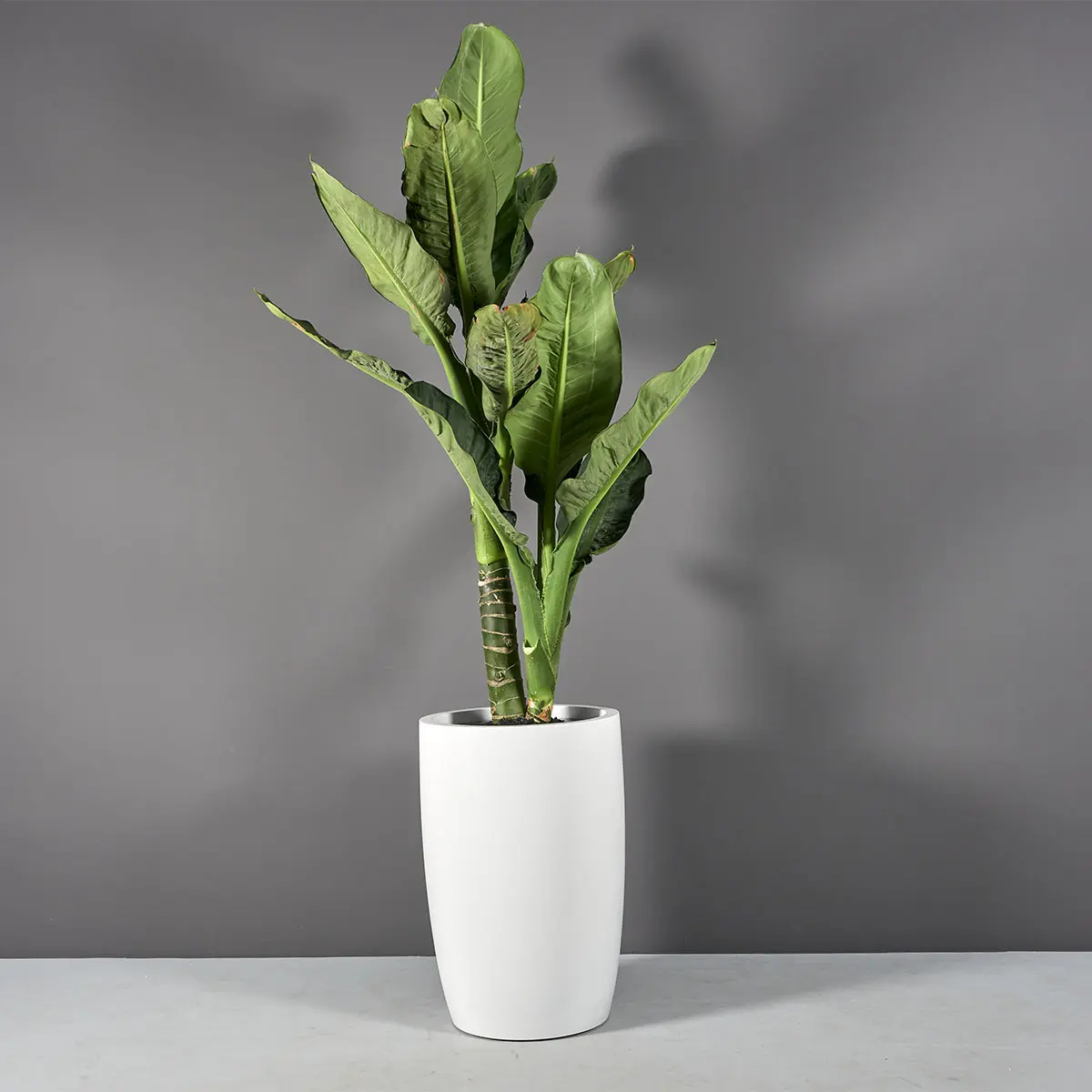 Lisbon Tall Round Tapered Planter | Jay Scotts Collection