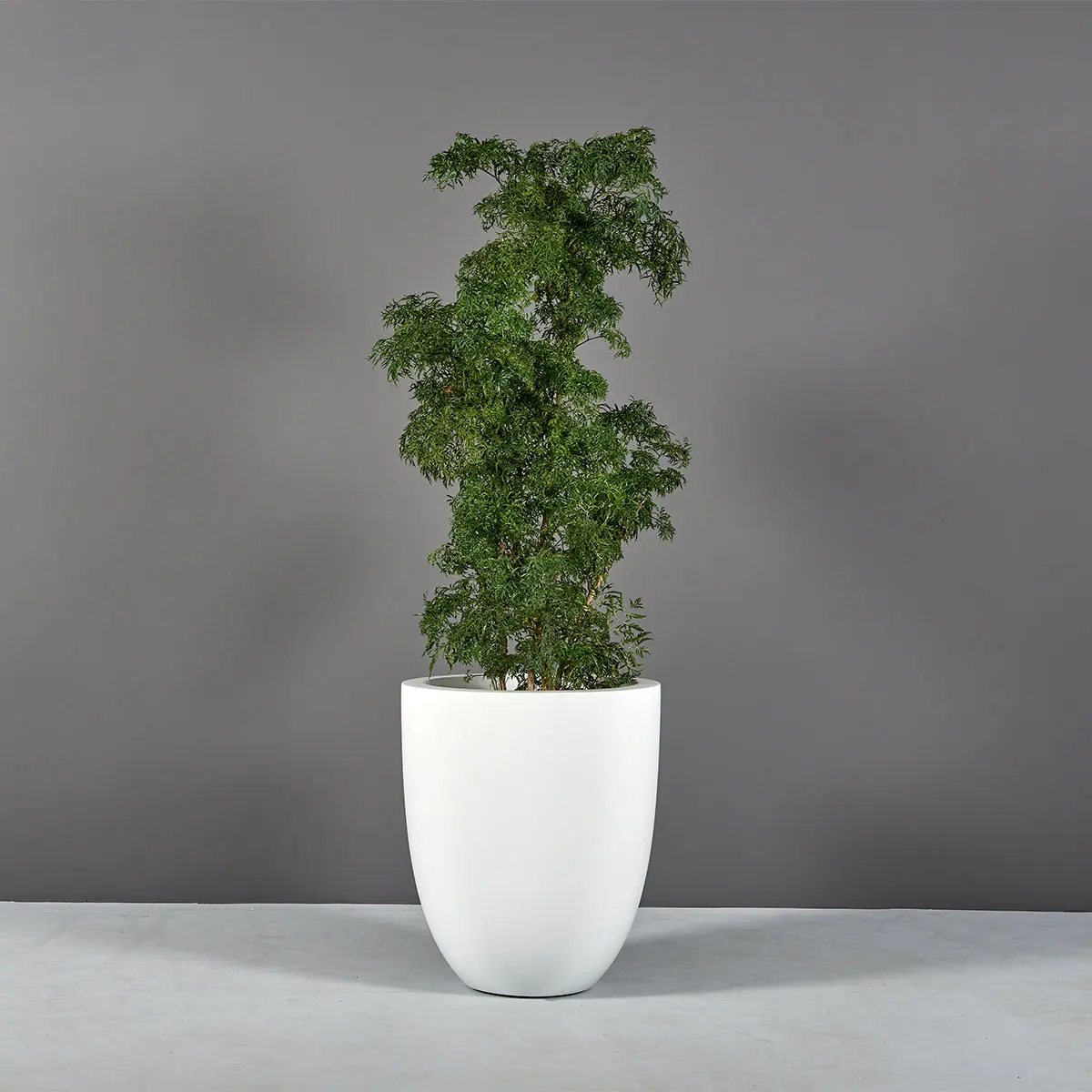 Valencia Tall Round Tapered Planter | Jay Scotts Collection