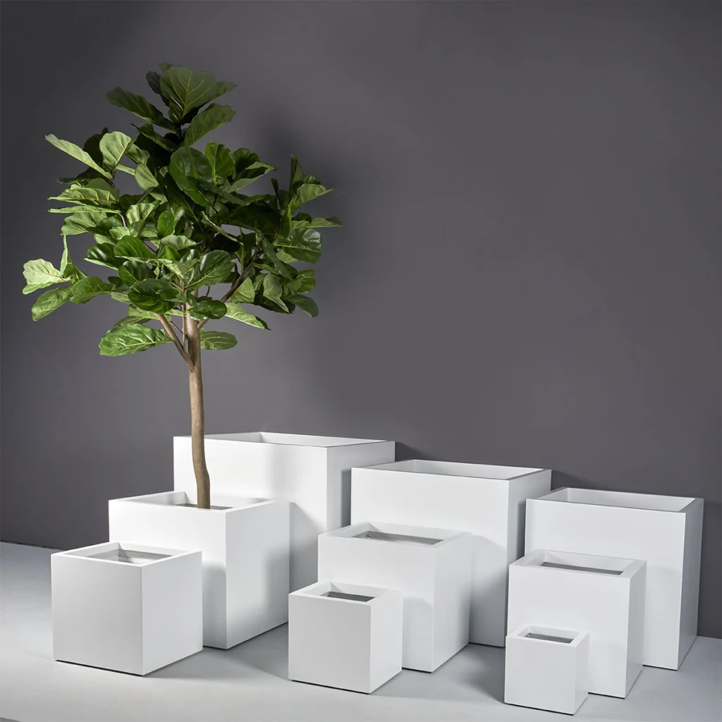 dracaena surculosa Dracaena surculosa 
