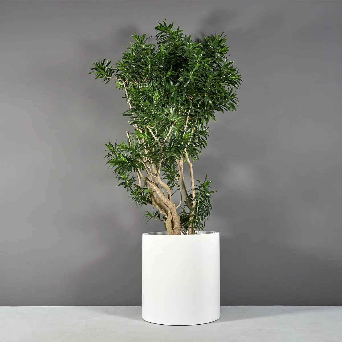 Rio Grande Cylinder Planter | Jay Scotts Collection