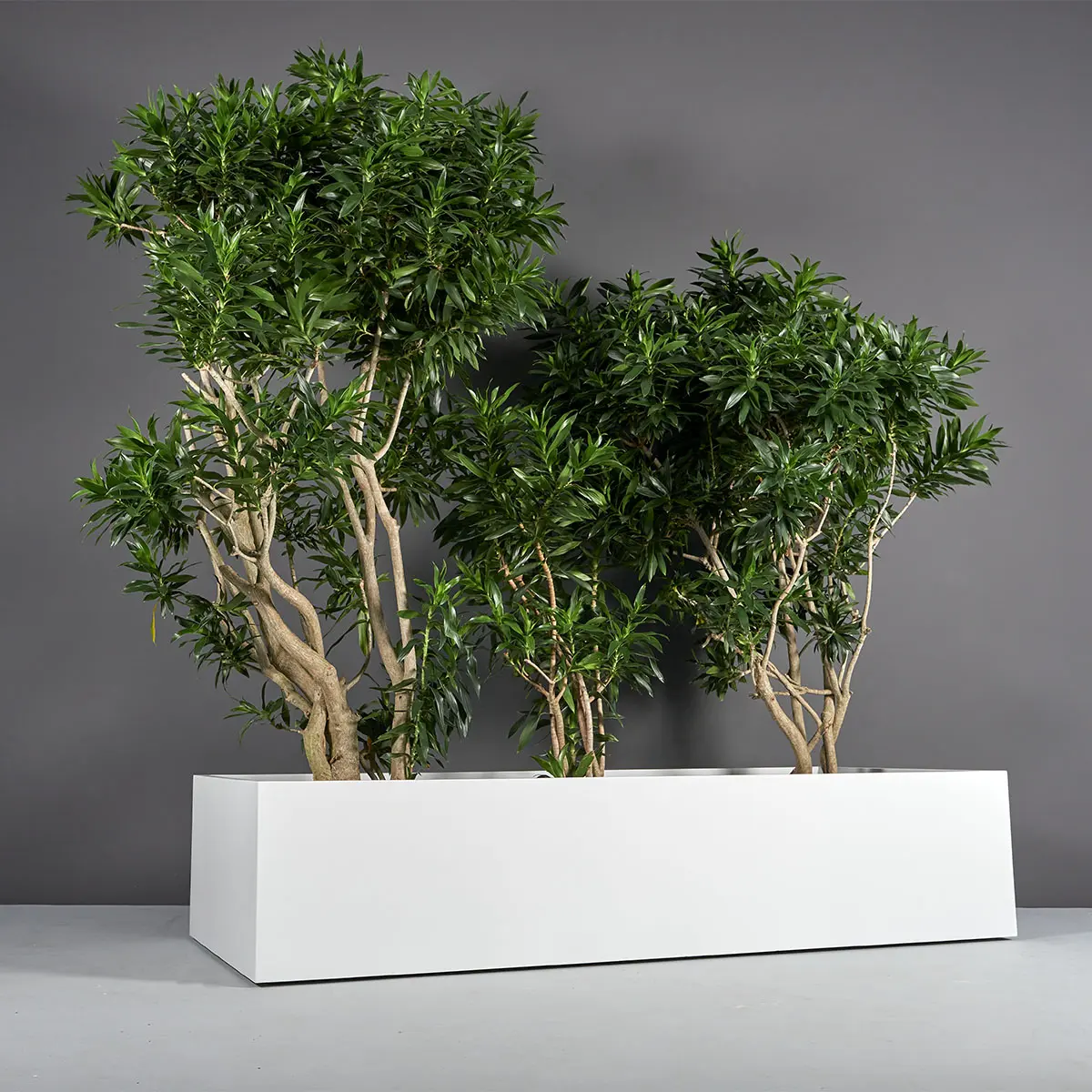 Selenge Extra Wide Large Rectangle Planter | Jay Scotts Collection