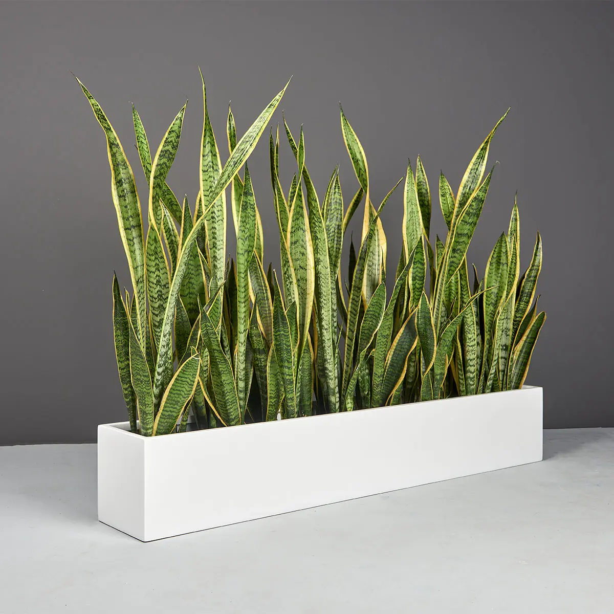 Monaco Rectangle Planter | Jay Scotts Collection