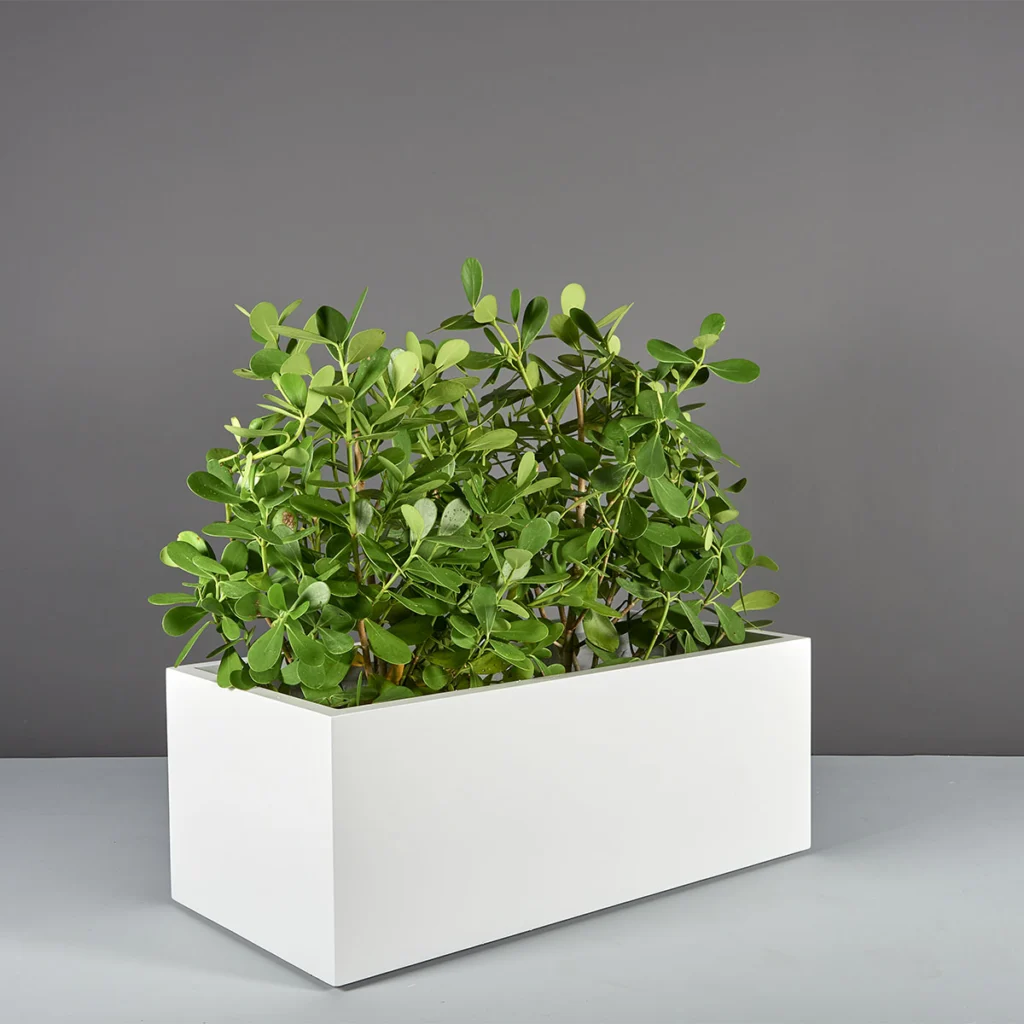 Plant Pot Size Guide | Find the Best Shape and Size for Your Plants | Jay  Scotts Collection