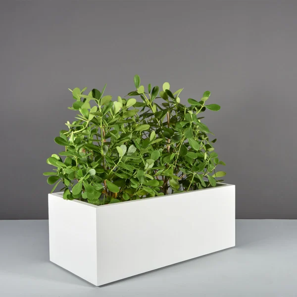 Torino Wide Rectangle Planter | Jay Scotts Collection