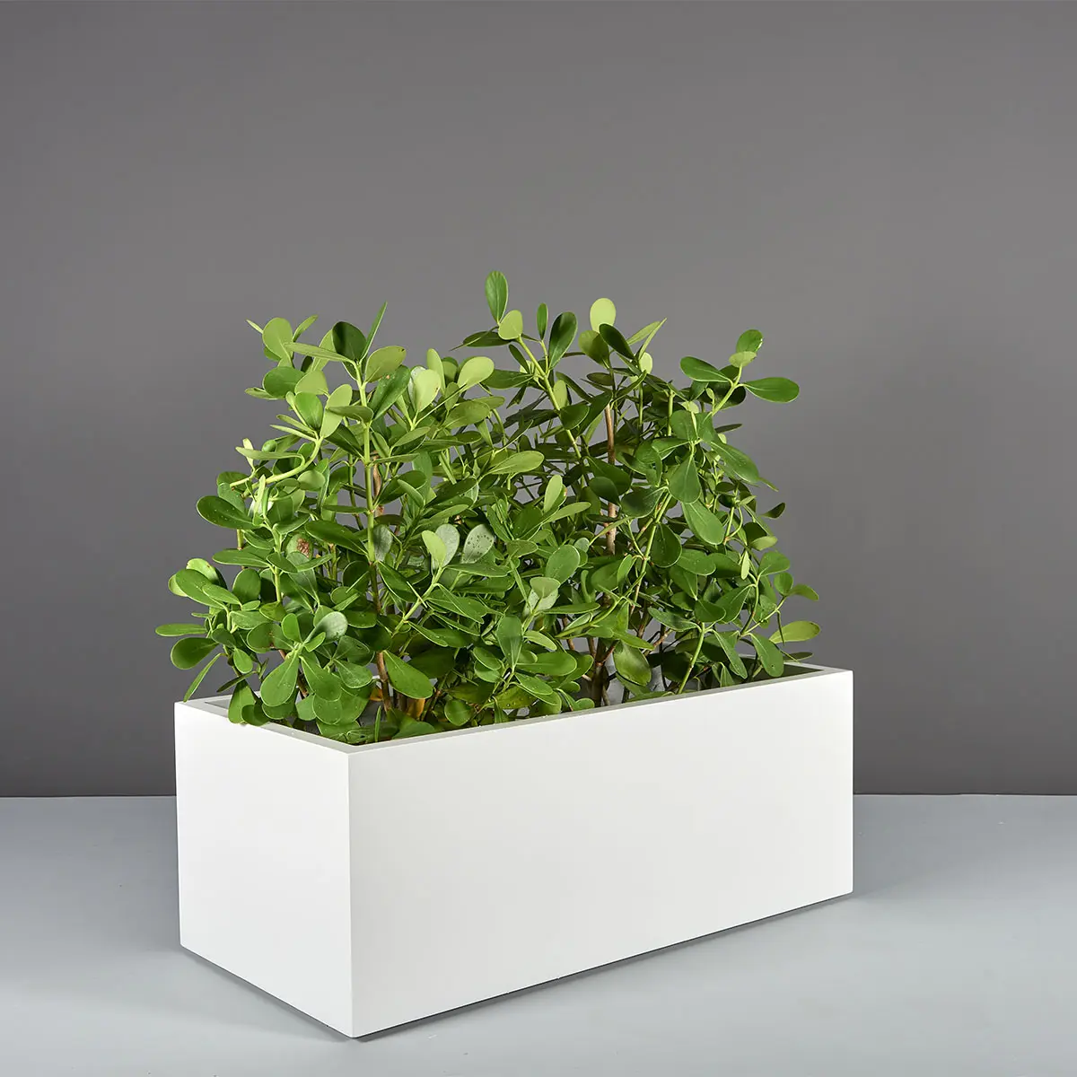 Torino Wide Rectangle Planter | Jay Scotts Collection