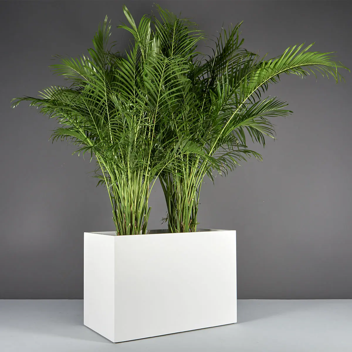 Brisbane Wide Rectangular Planter | Jay Scotts Collection