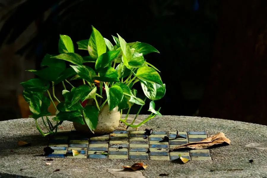 12 Best Indoor Office Plants: Experts' Top Choices | Jay Scotts Collection