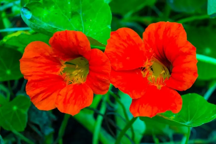 10 Fast Growing Indoor Plants For an Instant Oasis | Jay Scotts Collection