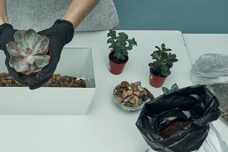 Best Potting Soil for Indoor Plants: Reaching New Levels of Plant  Performance | Jay Scotts Collection