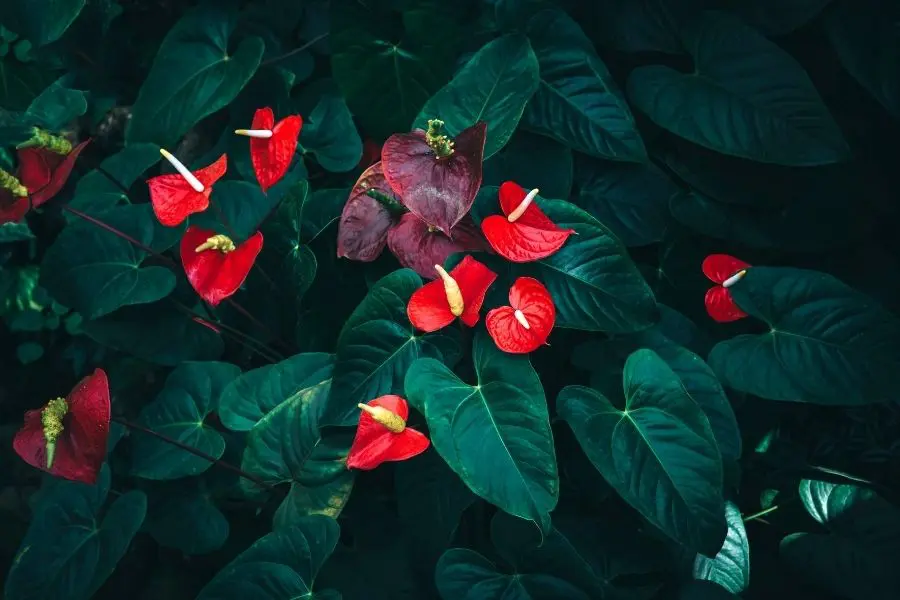 15 Easy-Care Indoor Flowers Perfect for Beginners | Jay Scotts Collection
