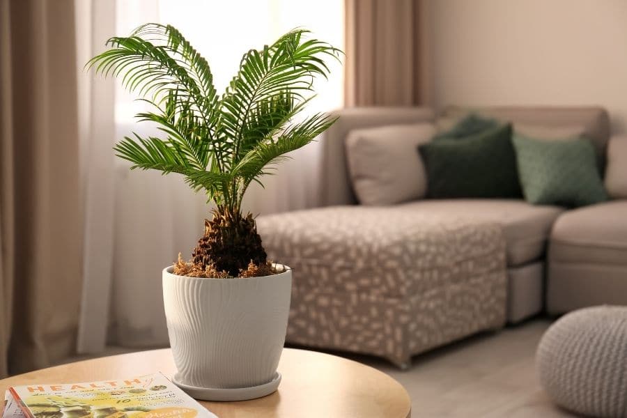 indoor palm tree care