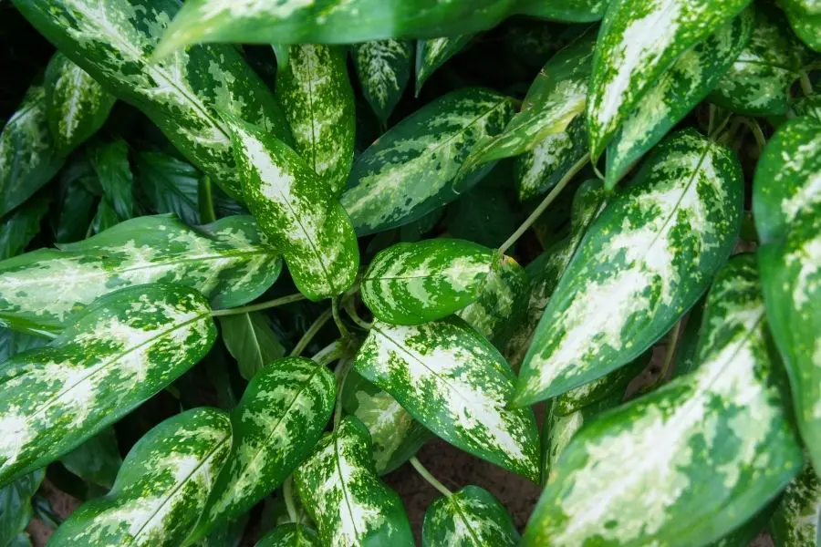 5 Indoor Plants that Clean the Air and Remove Toxins: Boost Your Health  Now! | Jay Scotts Collection