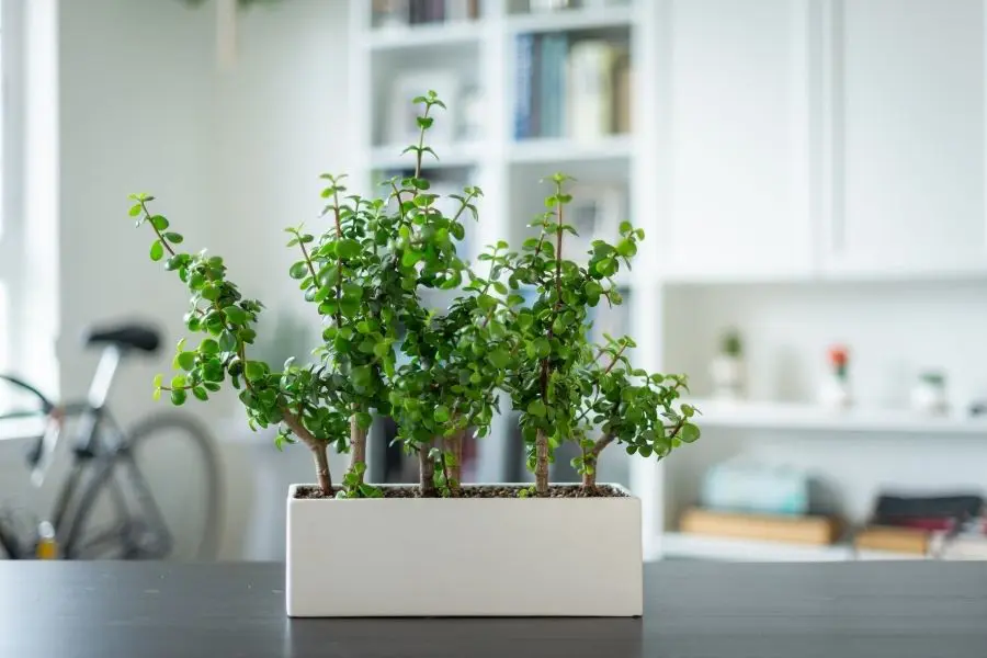 11 Low Maintenance Low Light Indoor Plants - And How To Make Them Flourish  | Jay Scotts Collection