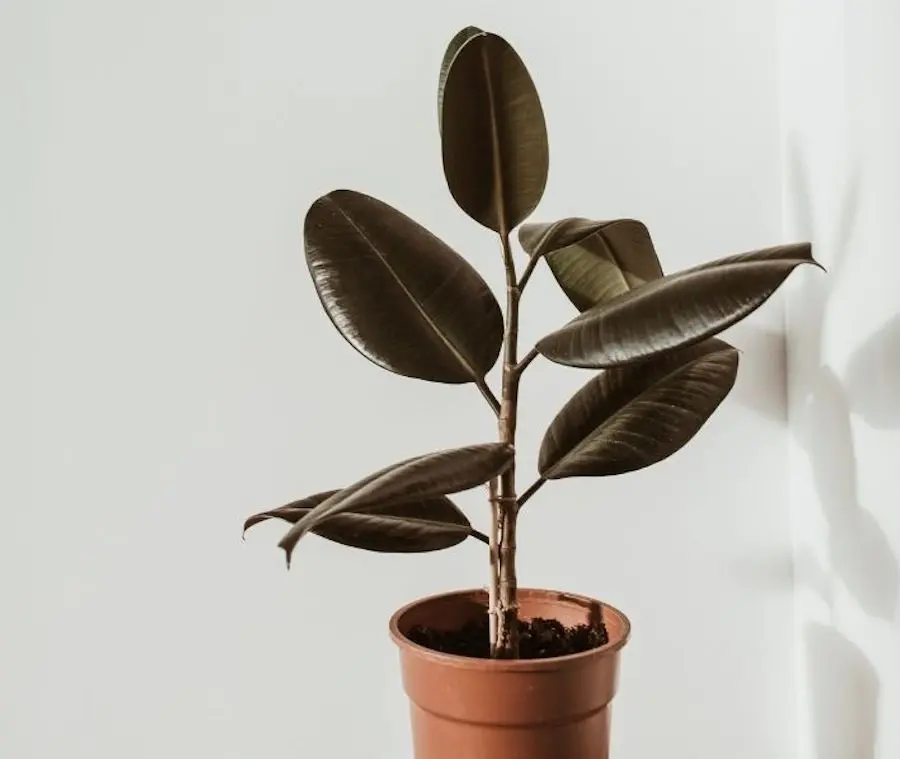 11 Low Maintenance Low Light Indoor Plants - And How To Make Them Flourish  | Jay Scotts Collection