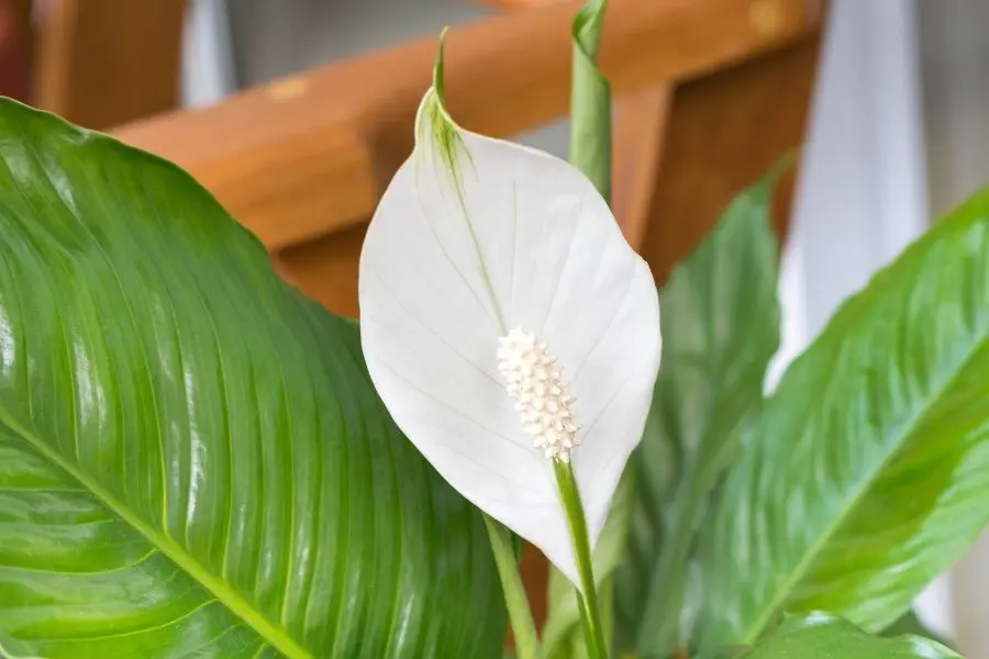 baby jungle boogie philodendron Philodendron Jungle Boogie | Unique Plants for Delivery main image 0