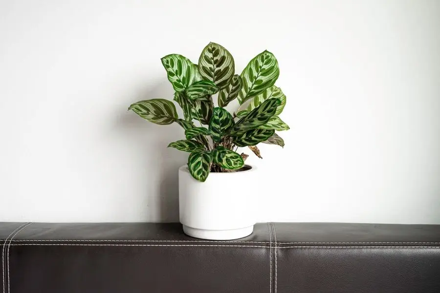 11 Low Maintenance Low Light Indoor Plants - And How To Make Them Flourish  | Jay Scotts Collection