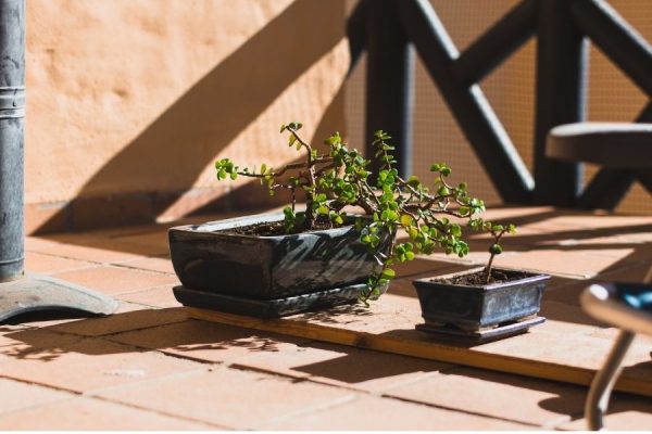Terrace Garden Ideas: Best Plants For Rooftops And Privacy | Jay Scotts ...
