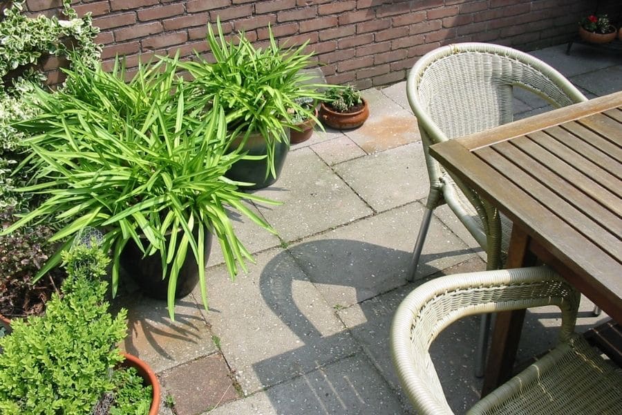 terrace with plants