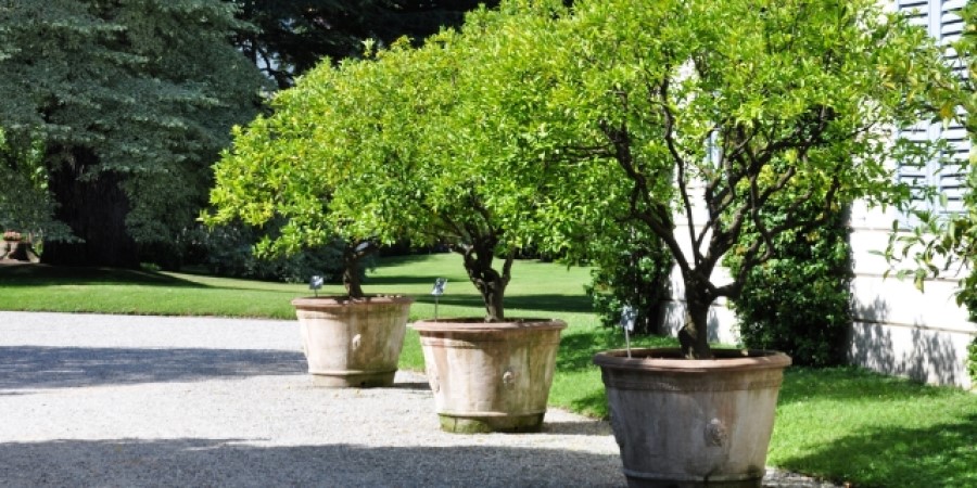 large tree planters on driveway