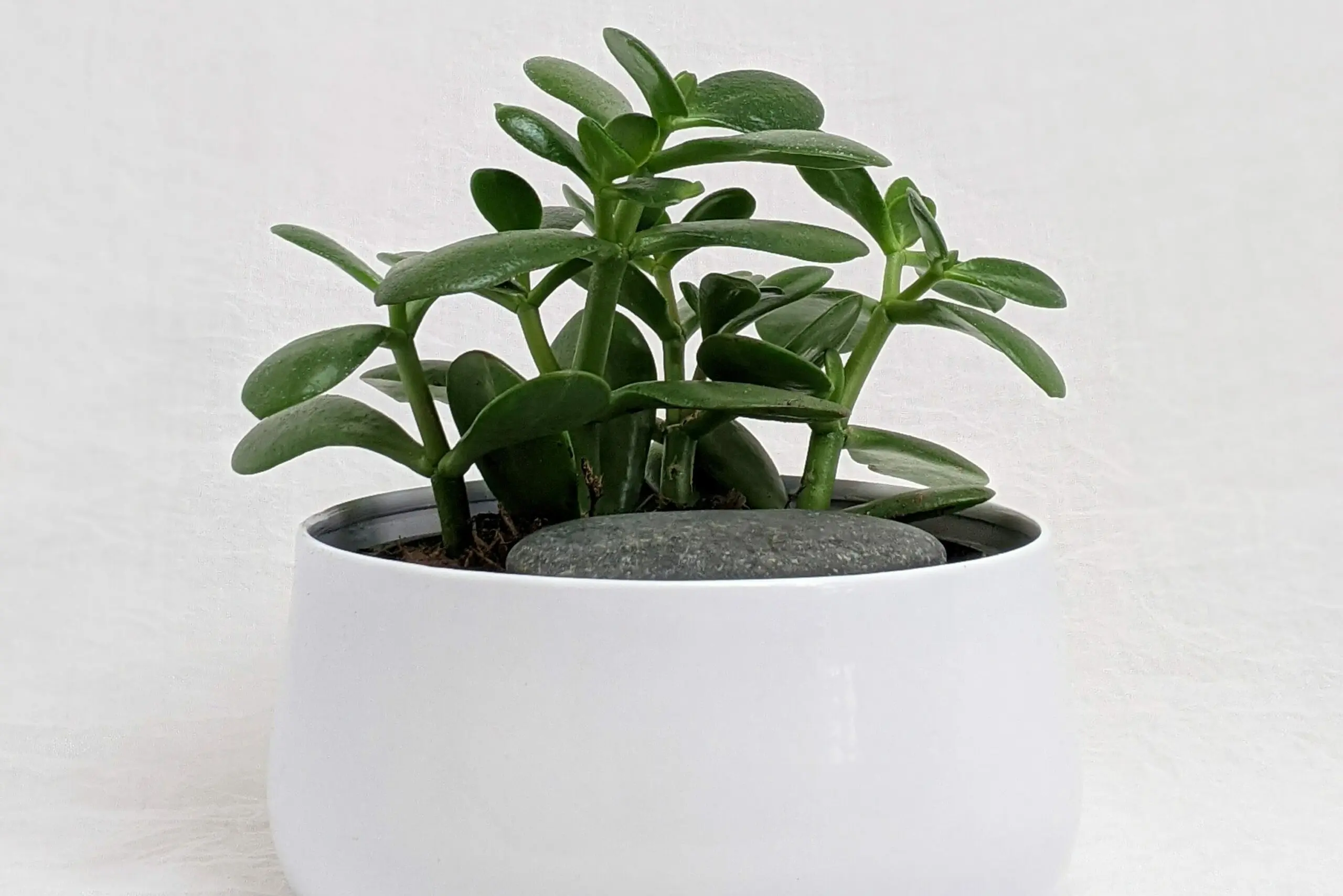 10 Botanical Bedroom Ideas And Plants To Spruce Up Your Favorite Space |  Jay Scotts Collection