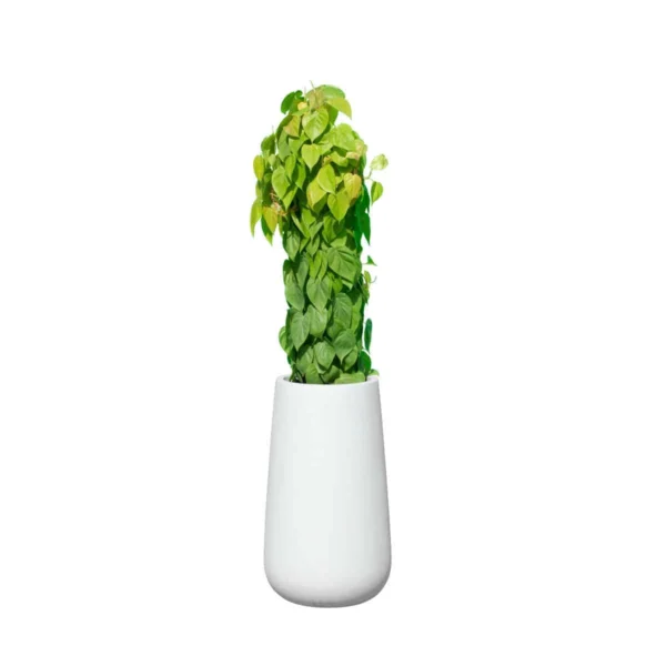 Saigon Round Tapered Planter | Jay Scotts Collection
