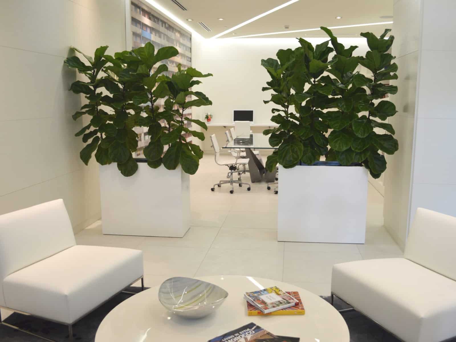 best plants for windowless office