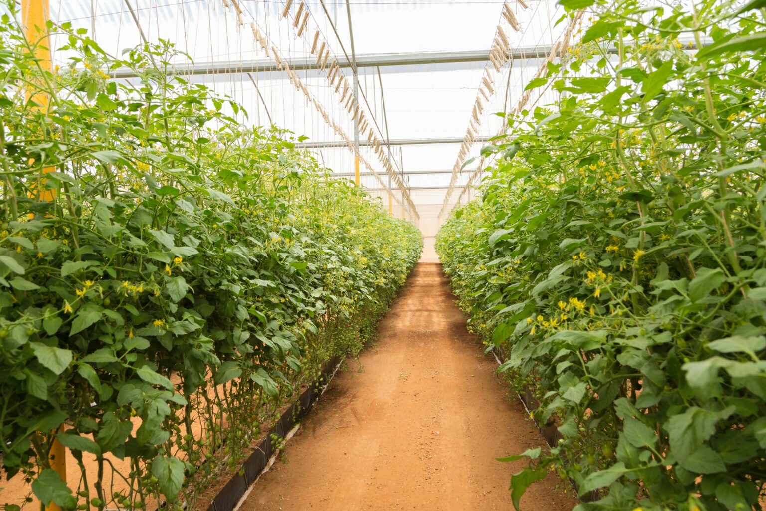 How To Start A Plant Business From Scratch Jay Scotts Collection