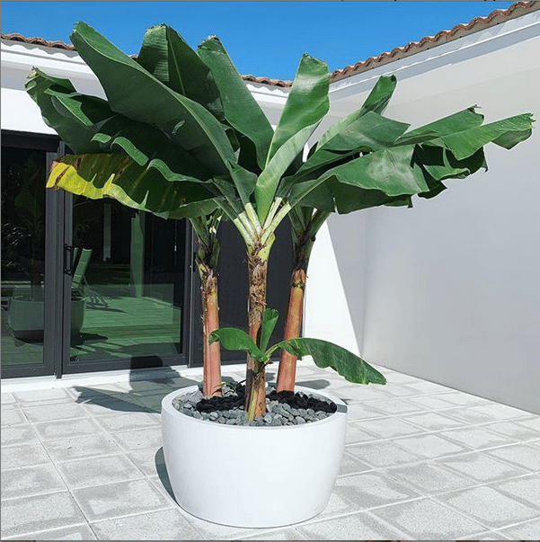 Palm Tree Planter | What Kind Of Pot Should I Use For A Palm Tree? | Jay  Scotts Collection