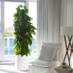 Cylinder & Bullet Planters
