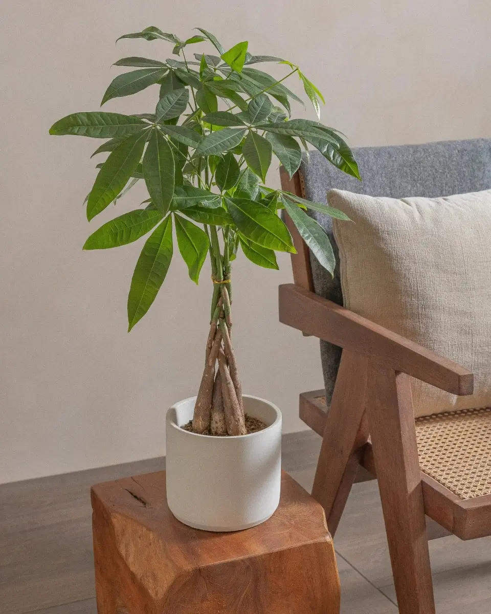 The 10 Best Feng Shui Plants For Home & Business | Enhance Your Health &  Wealth | Jay Scotts Collection