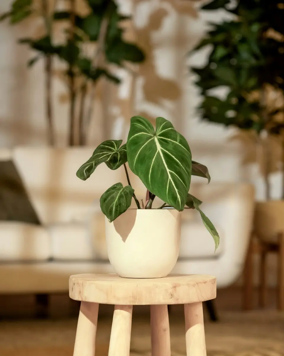 The 10 Best Feng Shui Plants For Home & Business | Enhance Your Health &  Wealth | Jay Scotts Collection