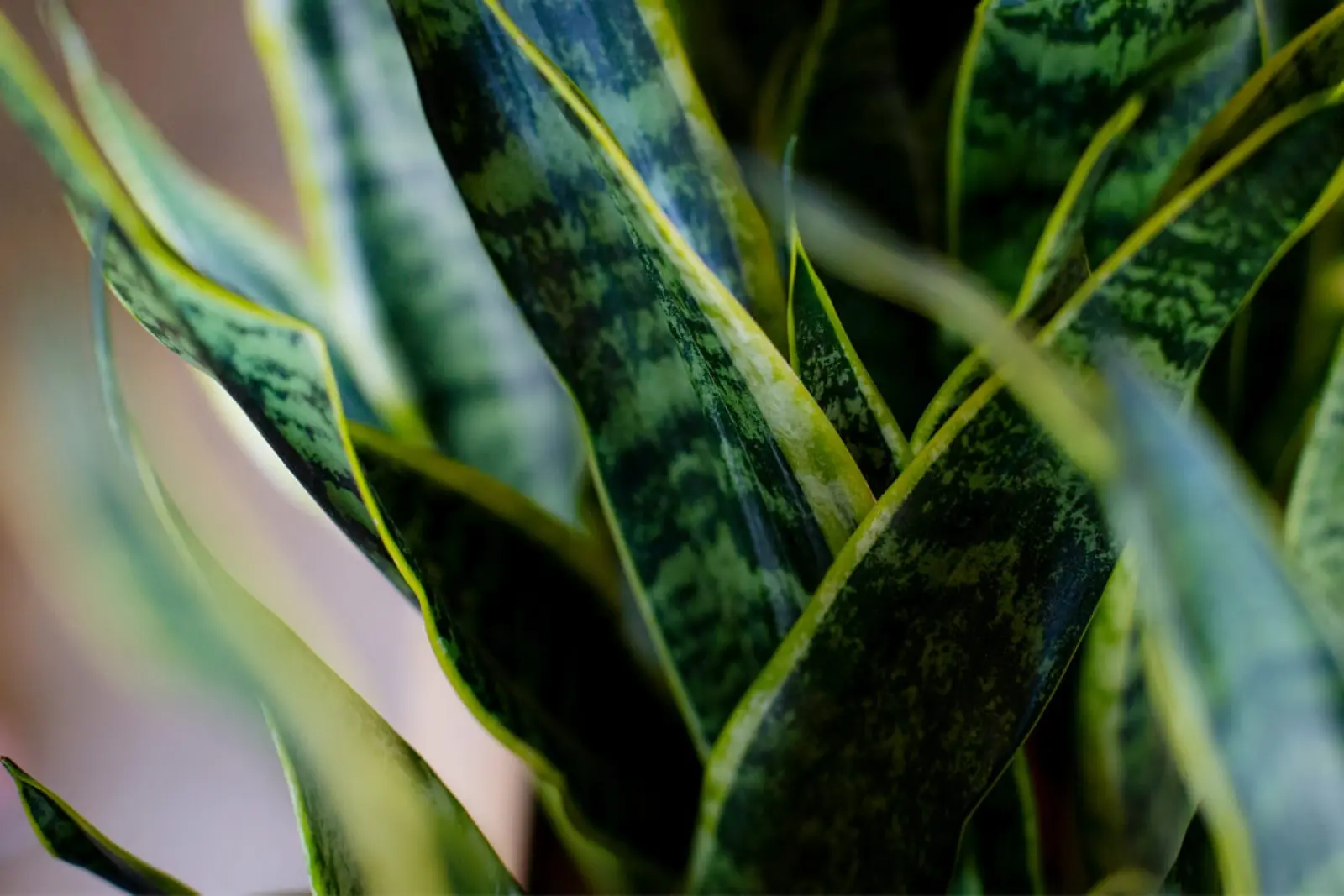 ez plant ZZ Plant: Easy Live Houseplant - (6 Pot)  Easy Plant Care  Zamioculcas  Zamiifolia - Low Maintenance House Plant for Home & Office
