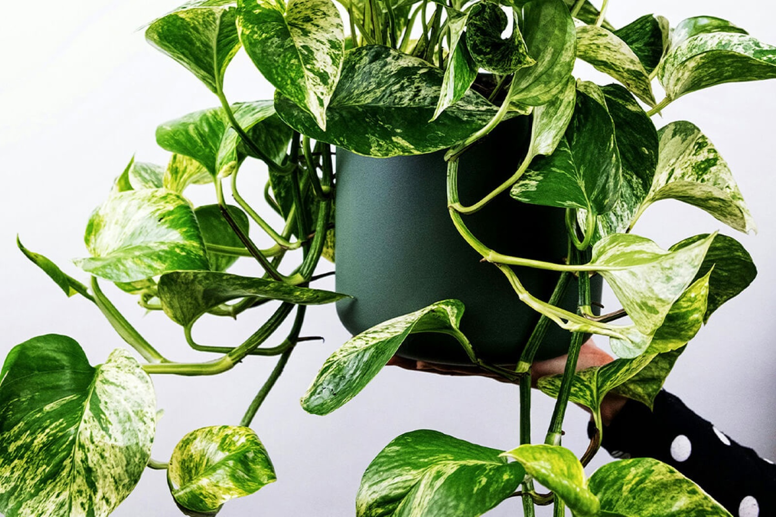 Compact Plants