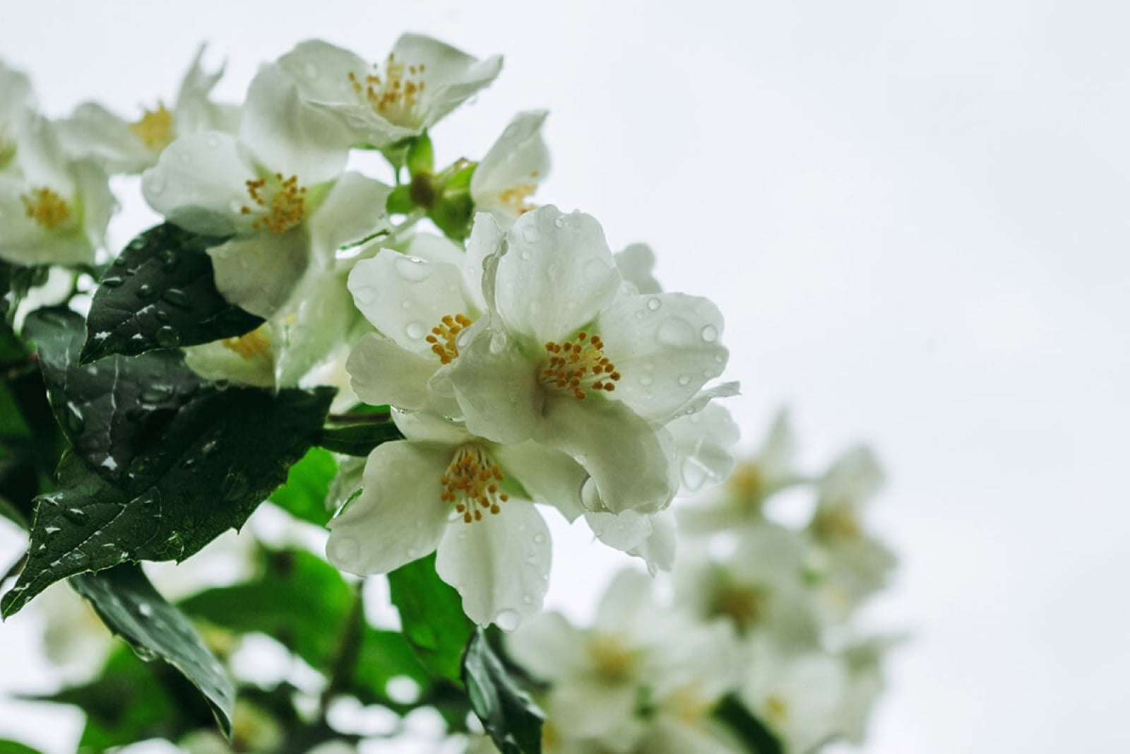 Fragrant Flowers