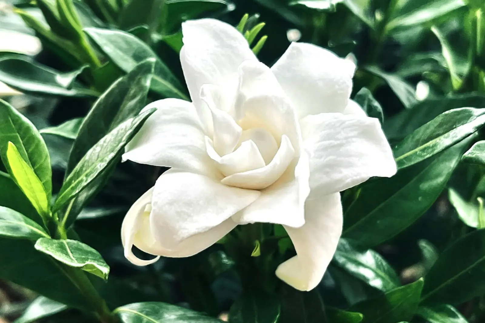 8 Fragrant Flowers and House Plants to Aromatize Your Space | Jay Scotts  Collection