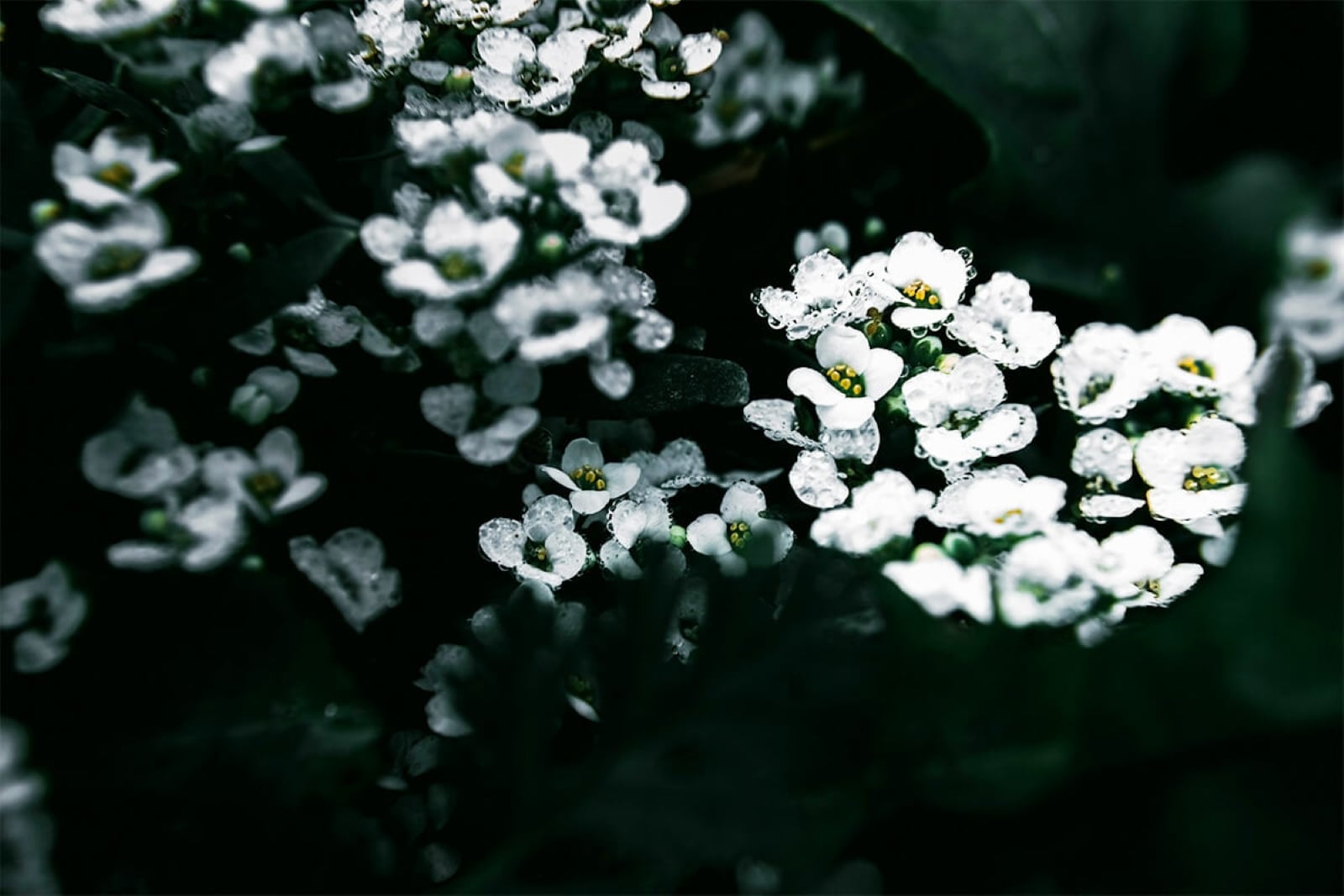 Fragrant Flowers