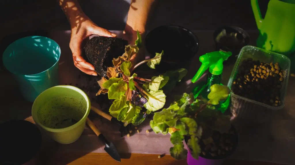 Beginner's Guide to Growing Indoor Flowers from Seed to Bloom: Your  Complete Step By-Step Resource | Jay Scotts Collection