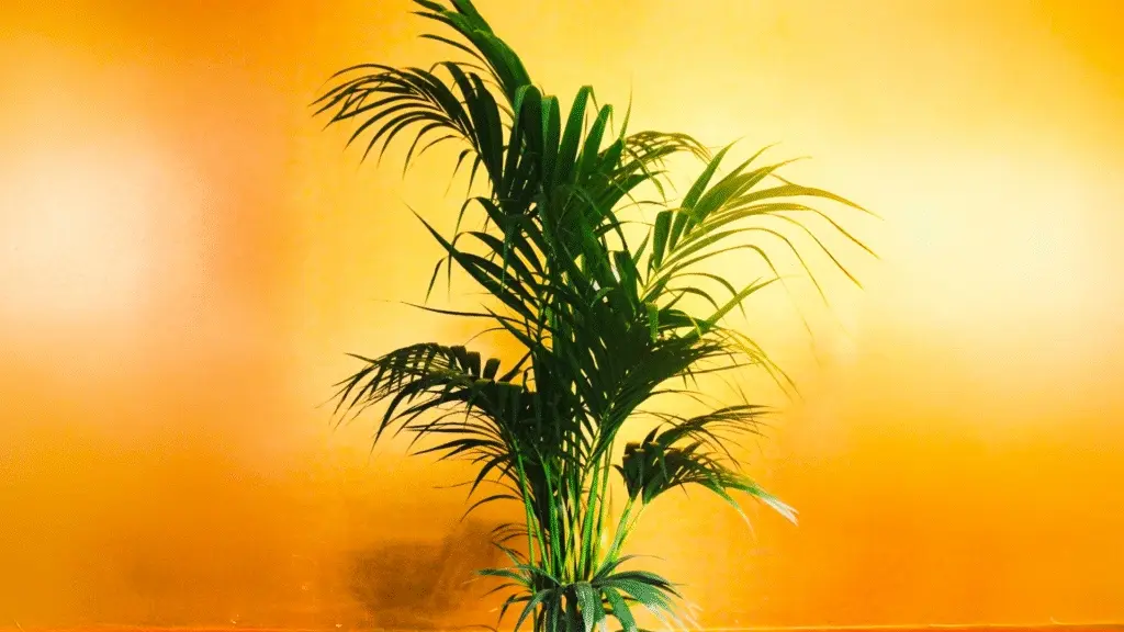 How To Properly Water Your Indoor Palm Plant: Expert Guide | Jay Scotts  Collection